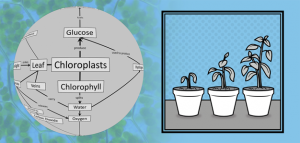 Diagram of photosynthesis process and a plant in three phases of growth.